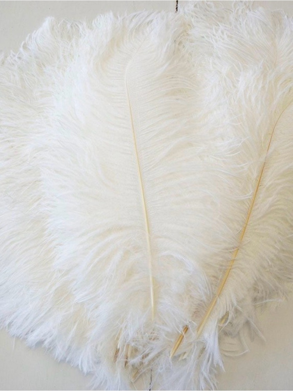 Large Ostrich feathers 17” Drabs white QTY 1